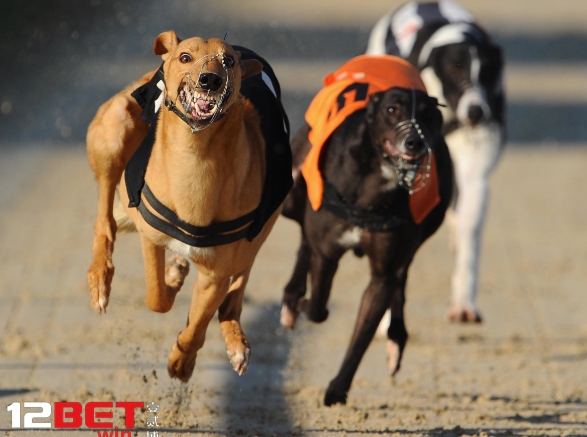 CÁC LOẠI CƯỢC ĐUA CHÓ ẢO 12BET