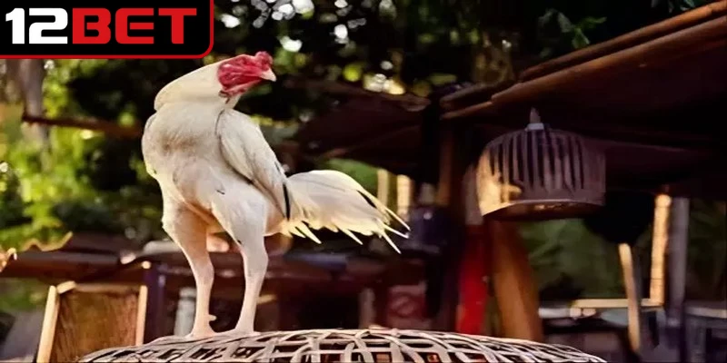 Mẹo chăm sóc gà đá hiệu quả, chủ động trong mùa nắng 