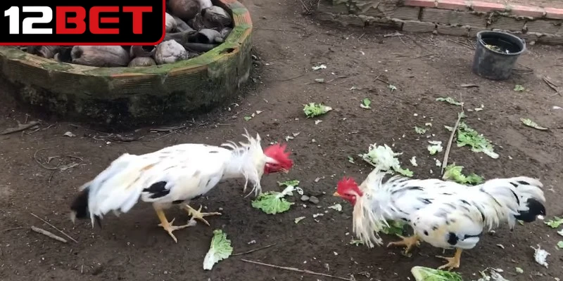 Bí quyết chọn màu chân gà bướm để nâng cao khả năng thắng trên sàn đấu