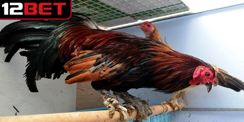 Xem vảy gà đá cựa sắt mang lại nhiều lợi ích cho sư kê