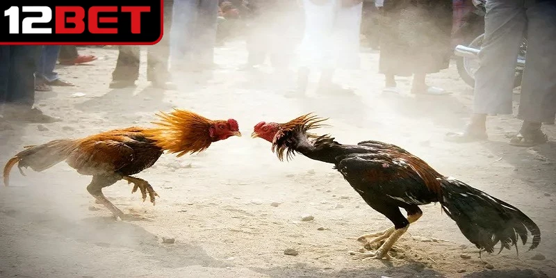 Các tình huống cần áp dụng thuật ngữ cá cược chọi kê online