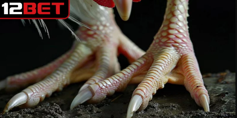 Các đặc điểm nổi bật của giống có vảy gà tứ quý