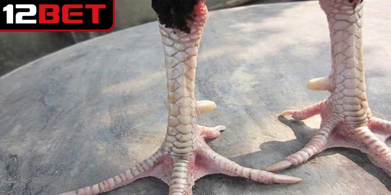 Tìm hiểu ngay các loại vảy gà tứ quý phủ địa phổ biến